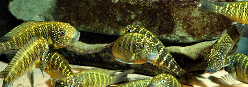 Tropheus sp. 'limespot' (Murago Moba)